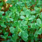 Purslane | Seeds