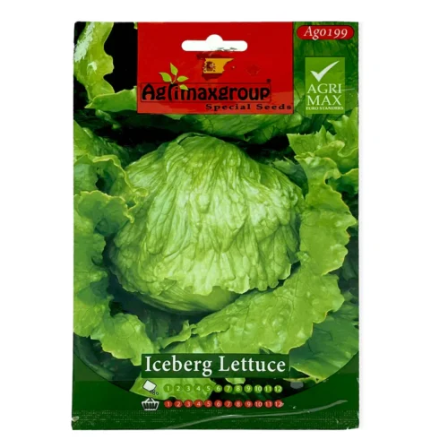 Iceberg Lettuce | Seeds - Image 4