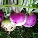 Turnip | Seeds