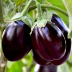 Eggplant | Seeds