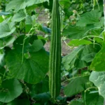Ridge Gourd | Seeds