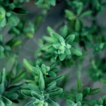 Thyme | Seeds