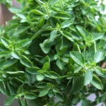 Oregano | Seeds