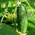 Alpha Cucumber | Seeds