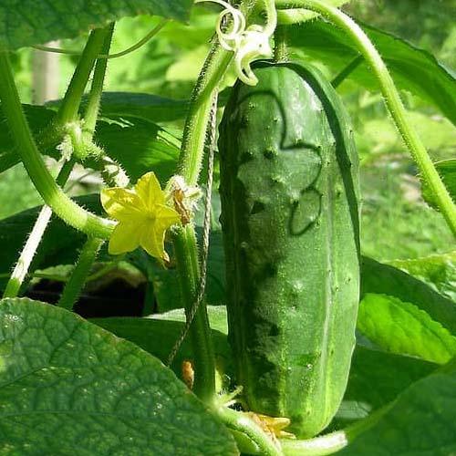 Alpha Cucumber | Seeds