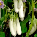 White Eggplant | Seeds