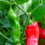 Sweet Italian Pepper | Seeds