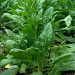 Spinach | Seeds