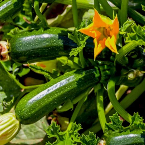 Squash | Seeds
