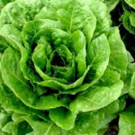 Lettuce | Seeds