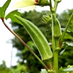Okra | Seeds