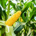 Yellow Sweet Corn | Seeds