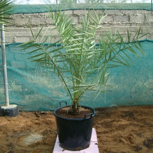 Date Palm - Image 4