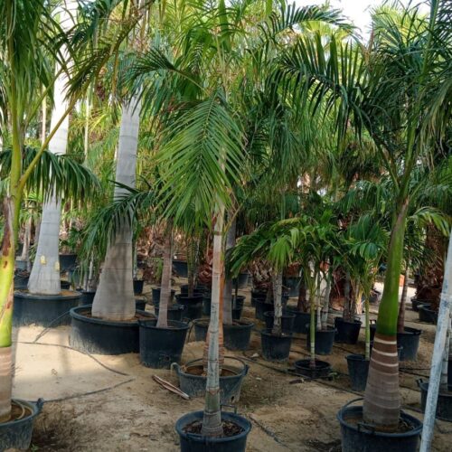 Carpentaria Palm - (4-5)m