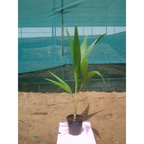 Bismark Palm - Image 4