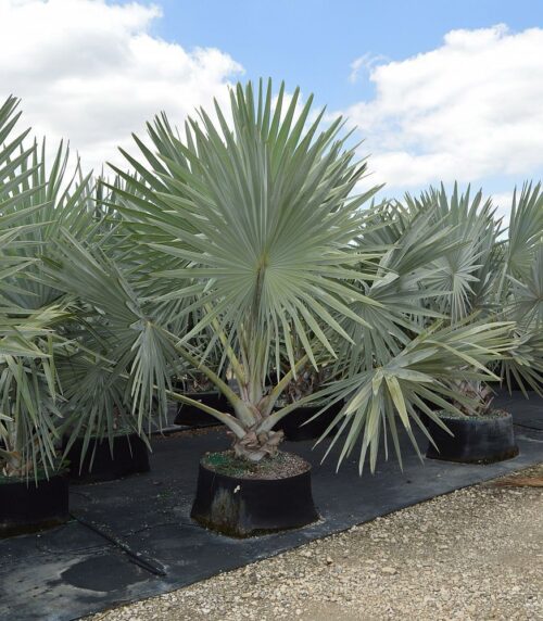 Bismark Palm