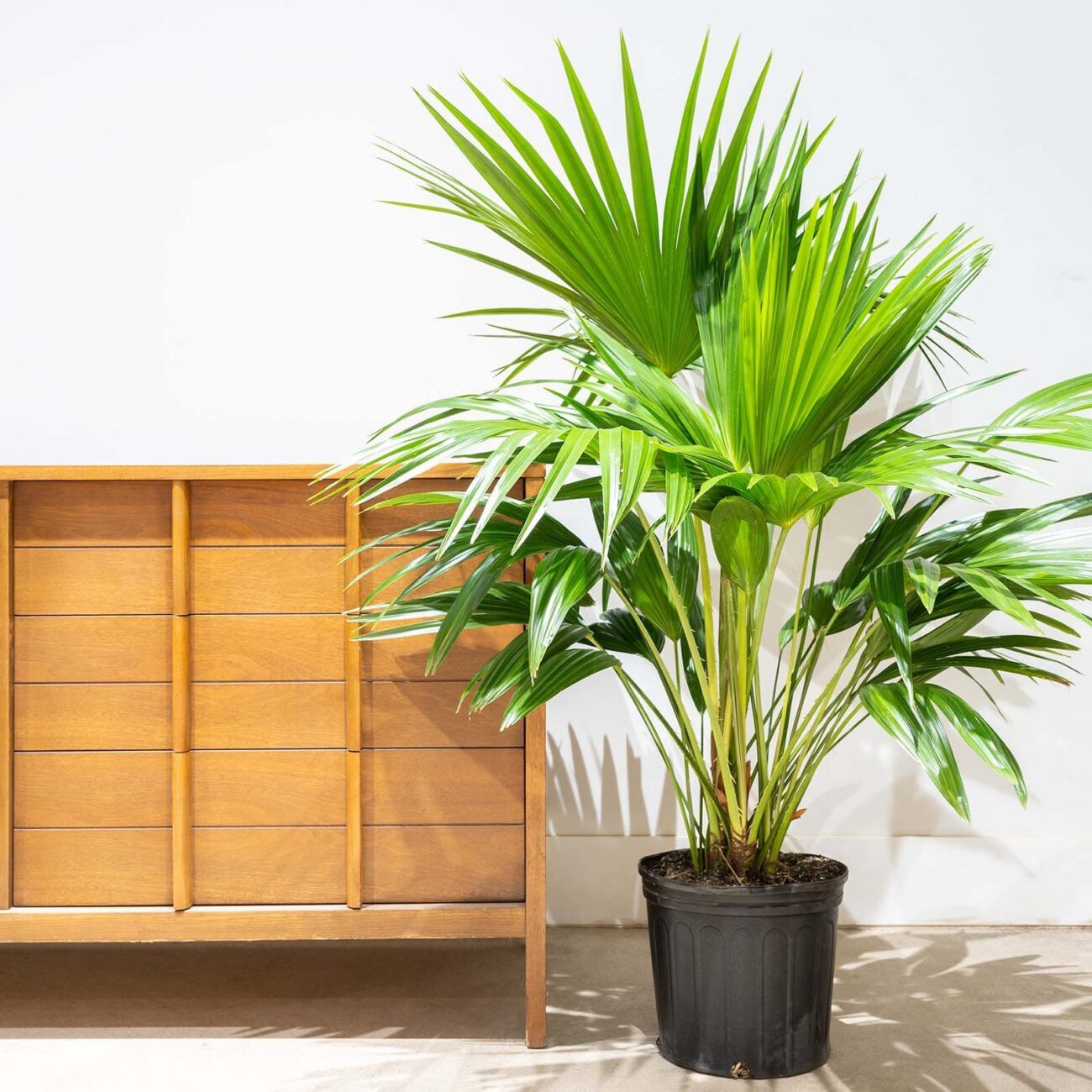 Chinese Fan Palm (Livistona chinensis)