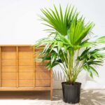 Chinese Fan Palm (Livistona chinensis)