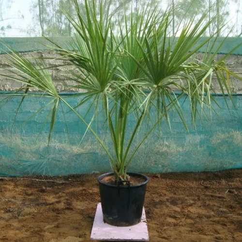 Sabal Palm - Image 4