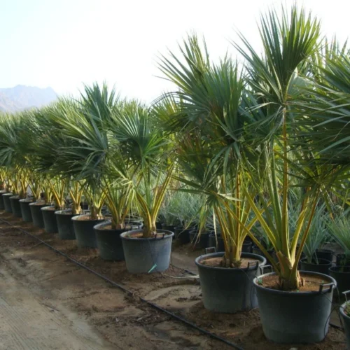 Sabal Palm - Image 2