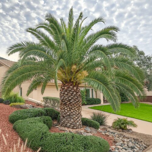 Date Palm - 3m