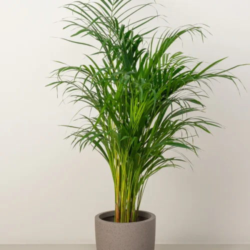 Areca Palm 2