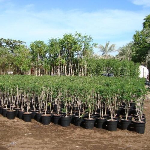 Sunshine Tree - Image 2