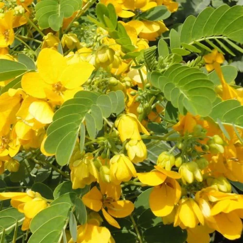 Sunshine Tree - Image 3