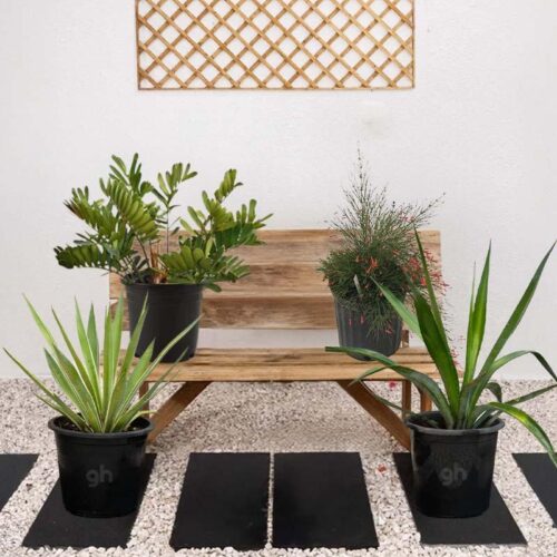 Desert Plant Bundle