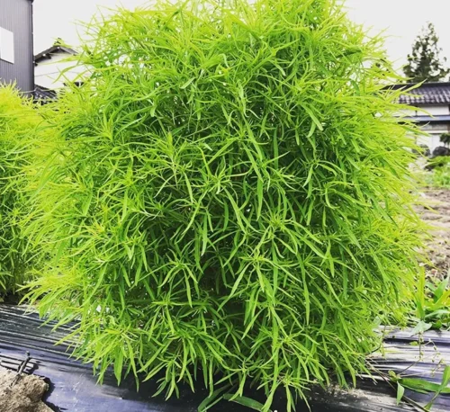 Fito Kochia Plant Seeds