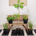 Balcony Plant Bundle