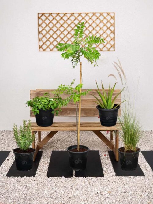 Herb Plant Bundle