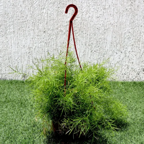 Asparagus Hanging