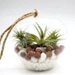 Air Plants Tillandsia Assorted in Hanging Transparent pot “Terrarium” 4-10cm