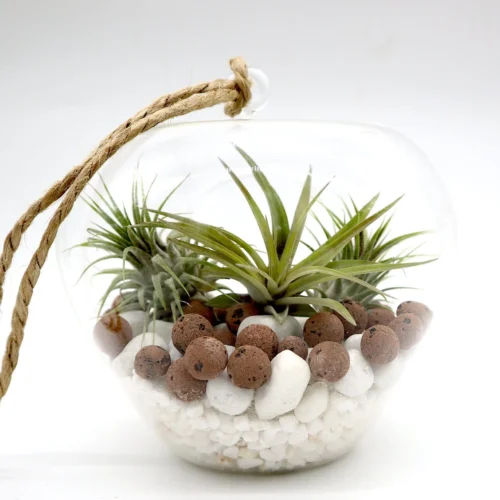 Air Plants Tillandsia Assorted in Hanging Transparent pot “Terrarium” 4-10cm
