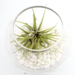 Air Plants Tillandsia Assorted in Transparent pot “Terrarium” 3-4cm