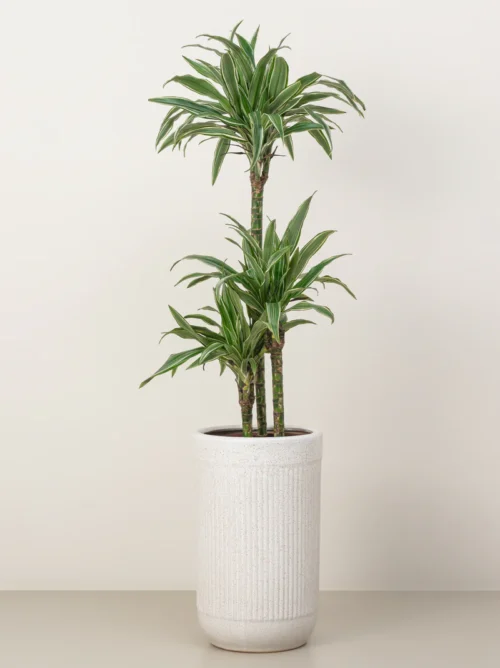 Dracaena Warneckii - Image 2