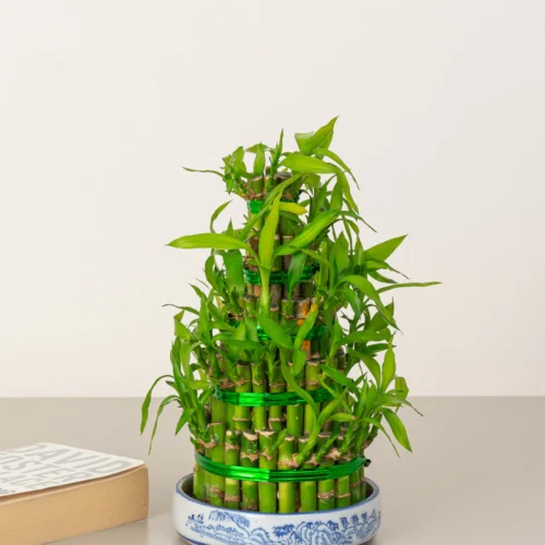 Lucky Bamboo - 3 Layers