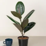 Rubber Plant