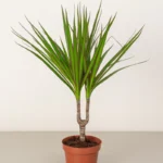 Dracaena Marginata Head