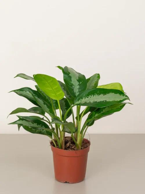 Aglaonema Sp (wishes) - Image 2