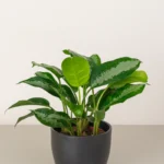 Aglaonema Sp (wishes)