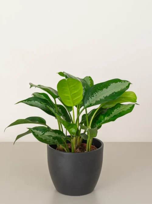 Aglaonema Sp (wishes)