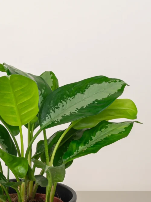 Aglaonema Sp (wishes) - Image 3