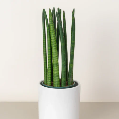 Snake Plant Cylindrica (Sansevieria Cylindrica)