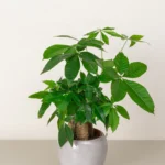 Tabletop Pachira (Mini Money Tree)