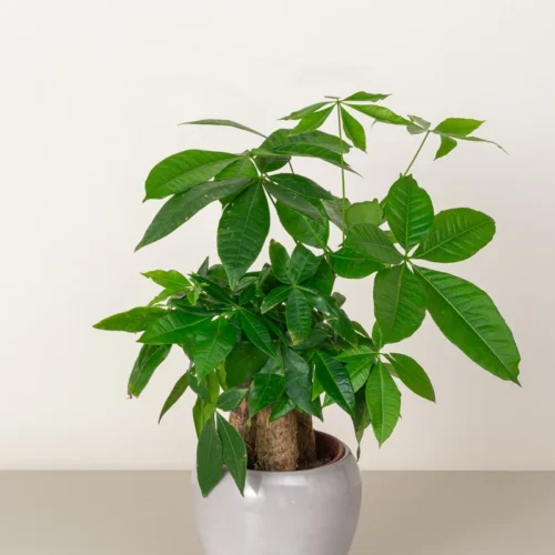 Tabletop Pachira (Mini Money Tree)