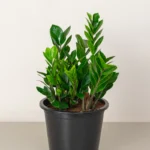 ZZ plant