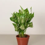 Chinese Evergreen