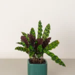 Calathea Lancifolia